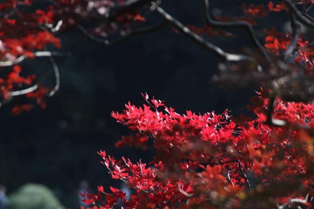 Tora Hotel Tokyo-Rikugienn 寅ホテル 六義園 A Luaran gambar